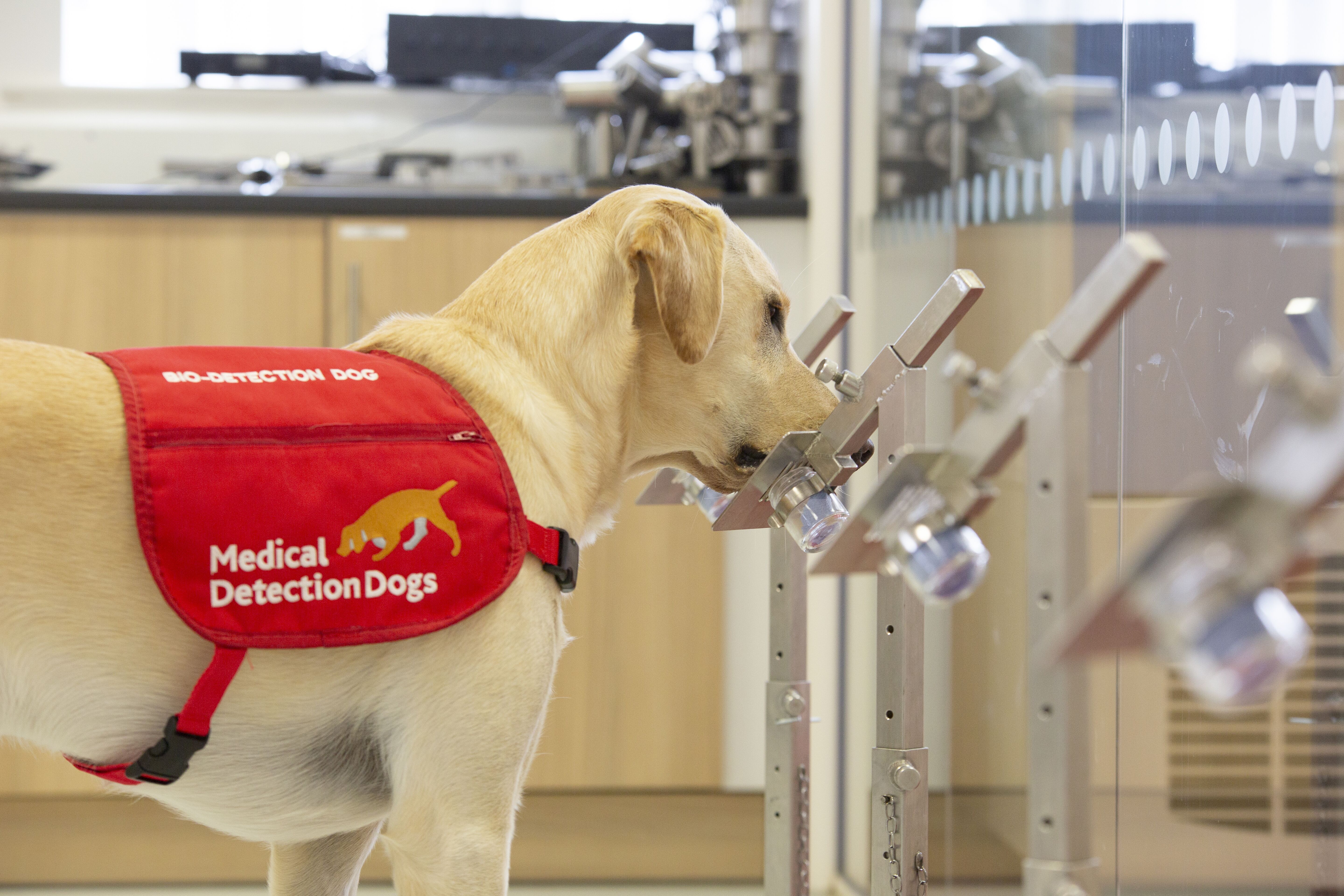 Volunteers needed for COVID 19 detection dog trial LSHTM